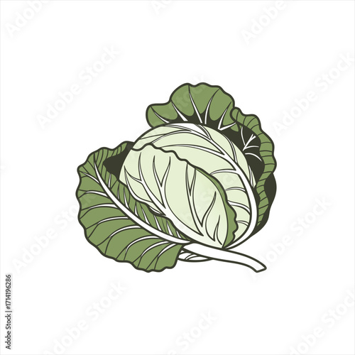Stylized illustration of a fresh green cabbage with detailed leaves