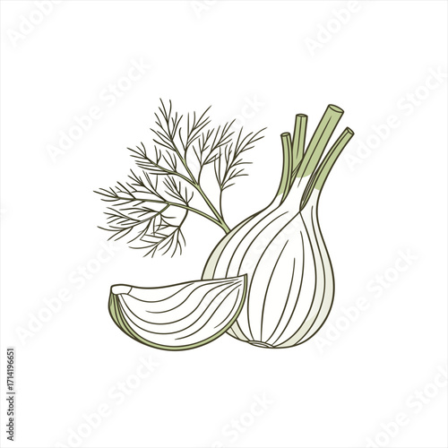 Illustration of a whole fennel bulb with a slice and dill sprigs