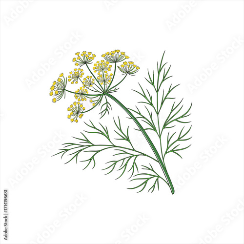 Illustration of a dill plant with delicate yellow flowers and feathery green leaves