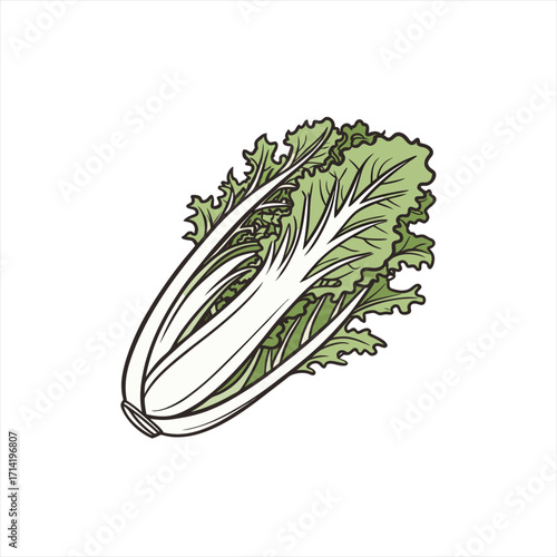 Illustration of a fresh head of napa cabbage on a white background