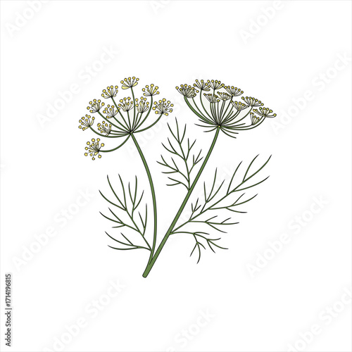 Illustration of two dill plants with green stems and yellow flowers