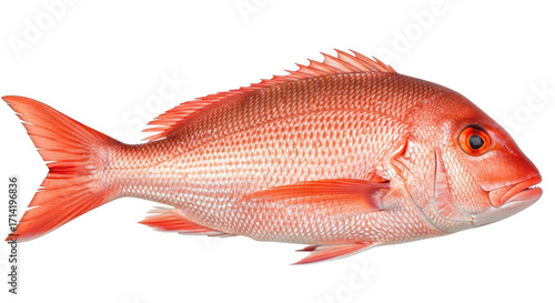Isolated Red Snapper, a beautiful and delicious saltwater fish ready to be cooked and enjoyed by you