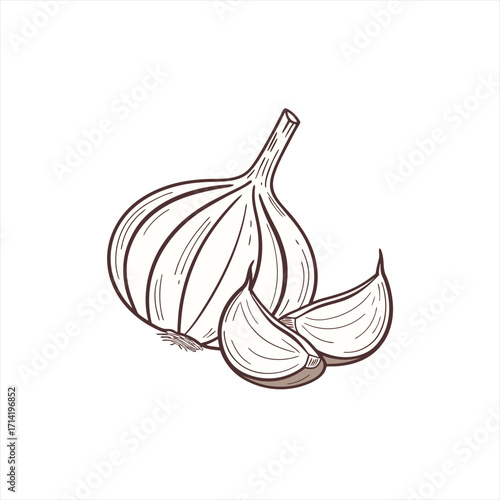 Hand drawn illustration of a garlic bulb and cloves on a white background