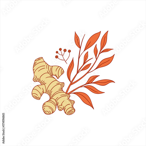 Hand drawn ginger root with leaves and berries illustration