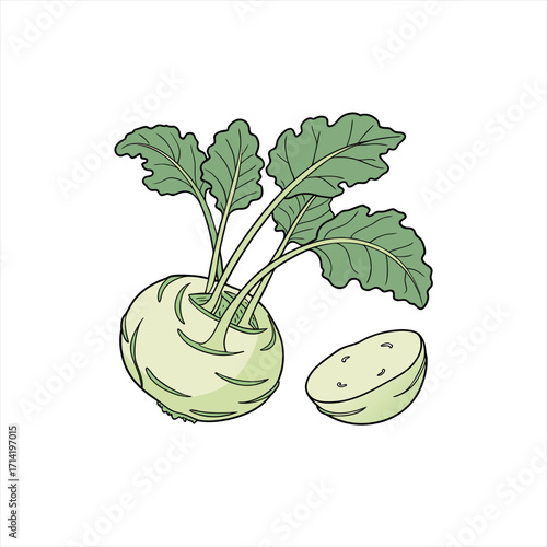Kohlrabi vegetable illustration with leafy greens and half cut