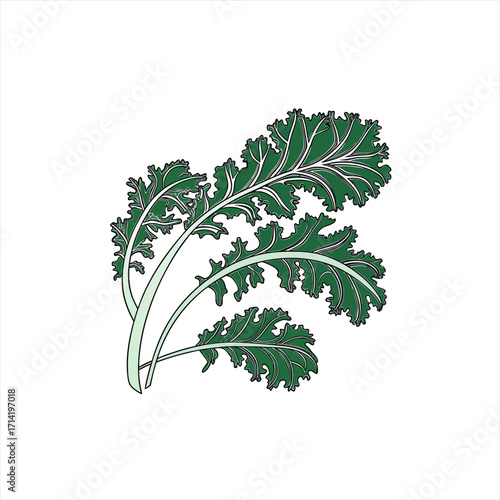 Stylized illustration of fresh green kale leaves on a white background