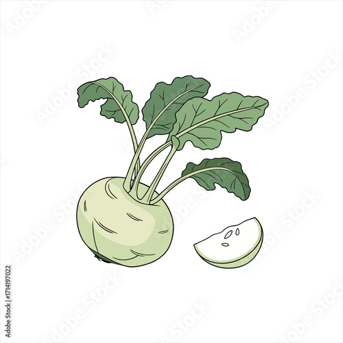 Illustration of a fresh kohlrabi vegetable with green leaves and a slice