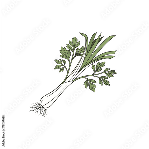 Illustration of a fresh green onion with parsley leaves and roots