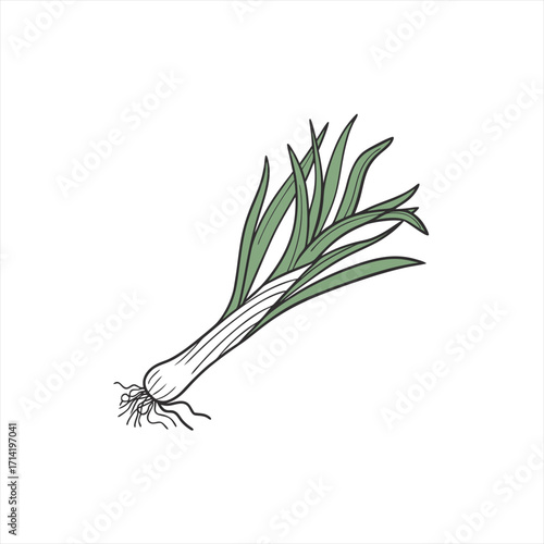 Illustration of a single fresh green onion with roots on a white background