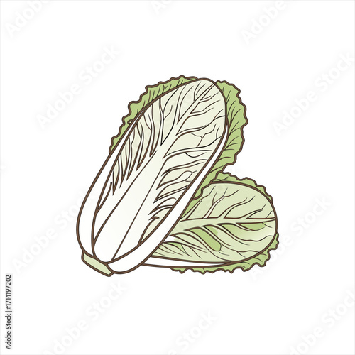Illustration of two fresh napa cabbages on a white background