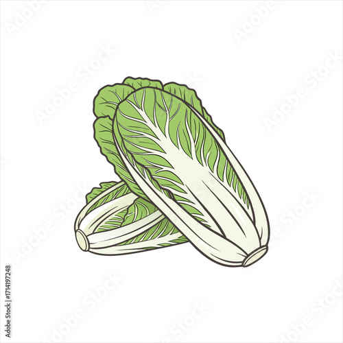 Two fresh napa cabbage heads isolated on white background illustration