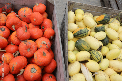 Ripe colorful pumpkin