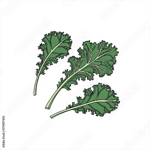 Illustration of three green kale leaves on a white background