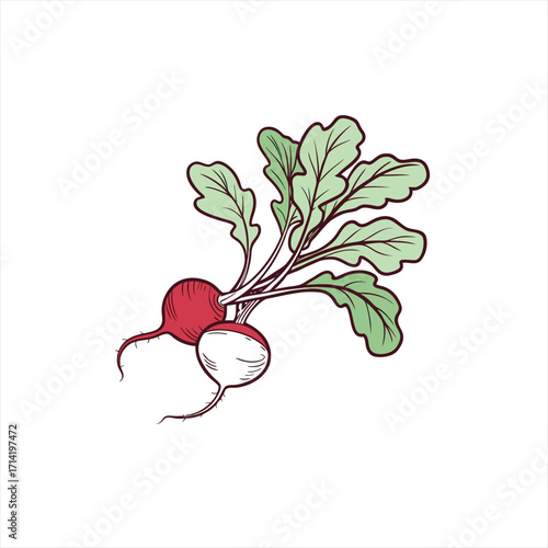Fresh radishes with green leaves illustration