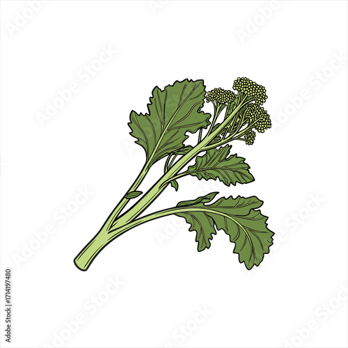 Illustration of a fresh bunch of rapini or broccoli rabe on a white background