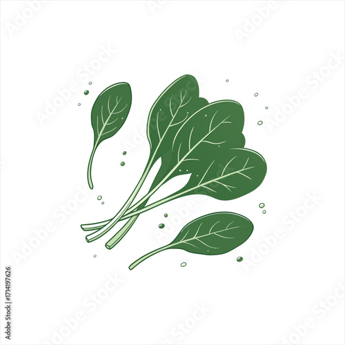 Fresh green spinach leaves with water droplets on white background