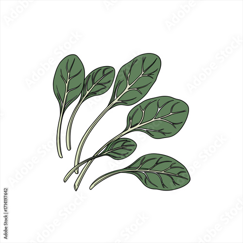 Hand drawn illustration of fresh spinach leaves on a white background