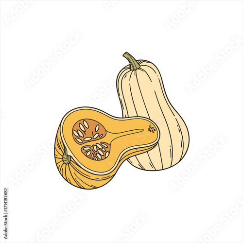 Hand drawn illustration of a butternut squash whole and halved