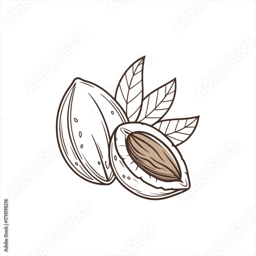 Almond illustration with leaves and a cut almond showing the kernel