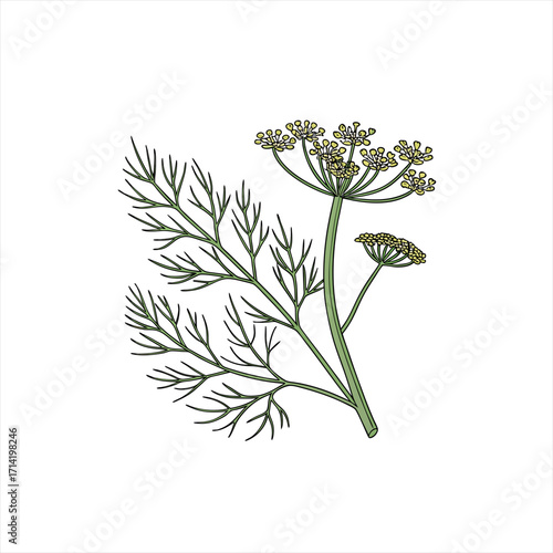 Illustration of a dill plant with feathery leaves and yellow flowers