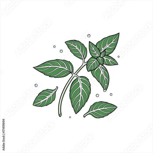 Green mint leaves with water droplets illustration
