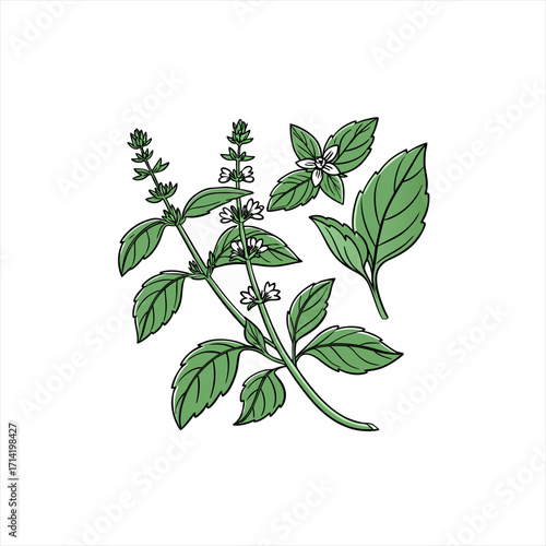 Illustration of a green basil plant with small white flowers and leaves