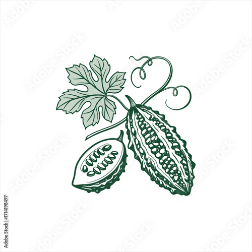 Bitter melon gourd with leaf and vine illustration