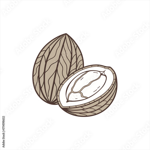 Hand drawn illustration of a whole and halved nutmeg spice