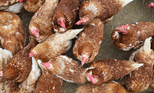 many chickens behind the fence