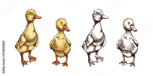 Hand drawn vintage sketch of gosling and duckling baby birds in engraving retro farm style vector illustration