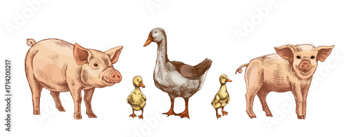 Hand drawn vintage farm animals illustration with pigs piglets goose goslings and ducklings baby birds in rustic style