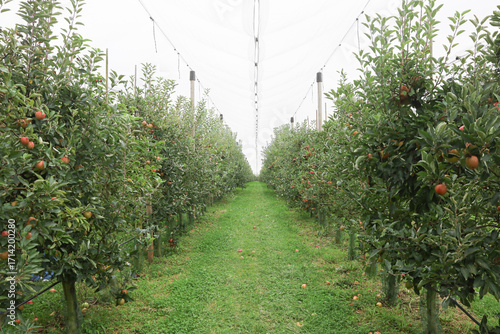apple trees in the apple orchard