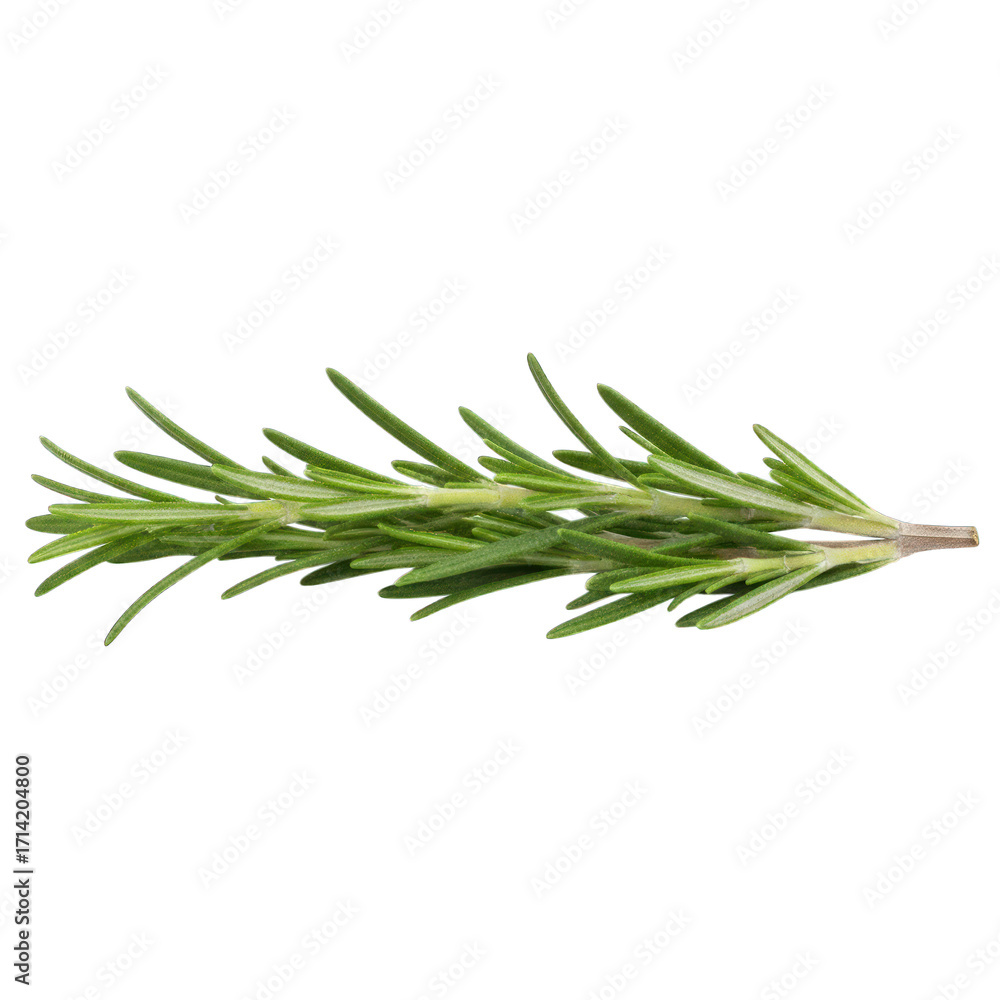 Fototapeta premium Sprig of fresh green rosemary against a black background