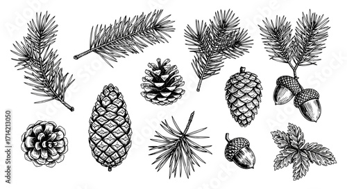 Vintage Botanical Illustration of Pine Cones and Acorns.