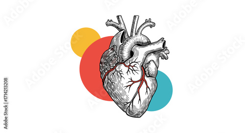 Anatomical Heart Illustration with Colorful Circles.