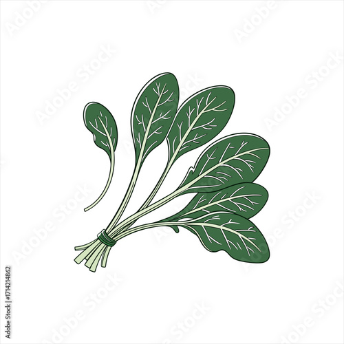 Bunch of fresh spinach leaves tied together with a string