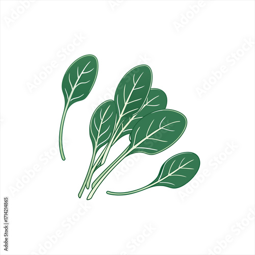 Fresh green spinach leaves illustration on white background