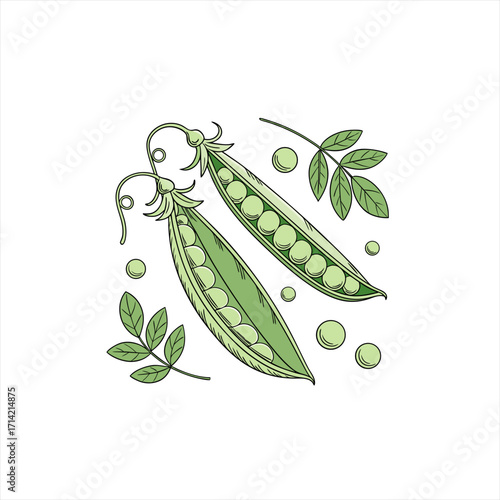 Fresh green pea pods with leaves and scattered peas illustration