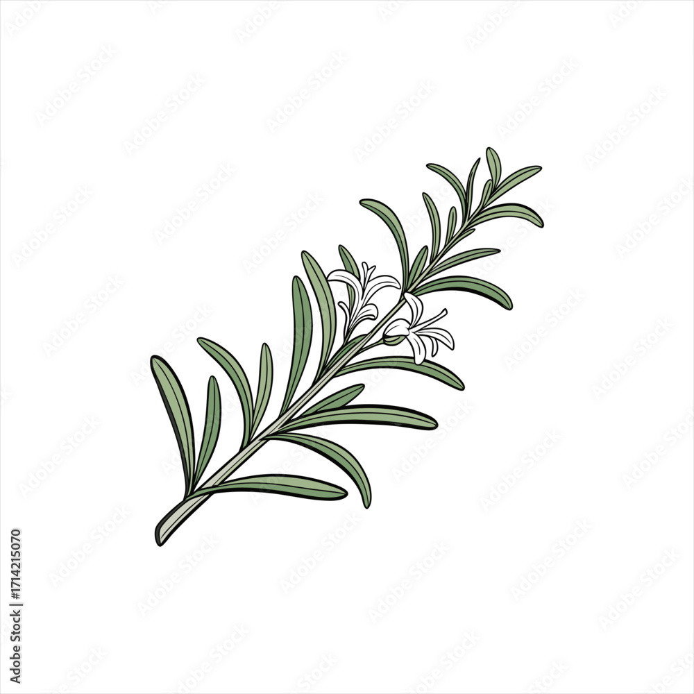 Fototapeta premium Illustration of a fresh rosemary sprig with delicate white flowers