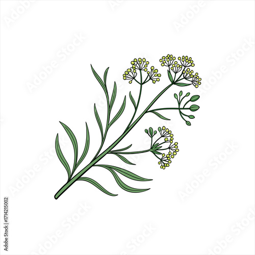 Illustration of a dill plant with green leaves and yellow flowers
