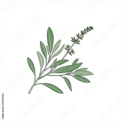 Illustration of a green sage plant with leaves and developing flower spikes