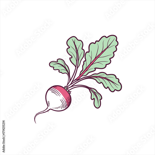 Illustration of a fresh radish with green leaves and pink stem