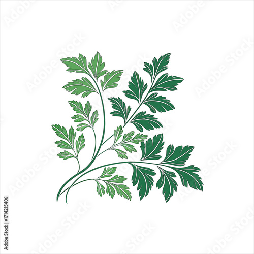 Stylized illustration of green parsley leaves on a white background