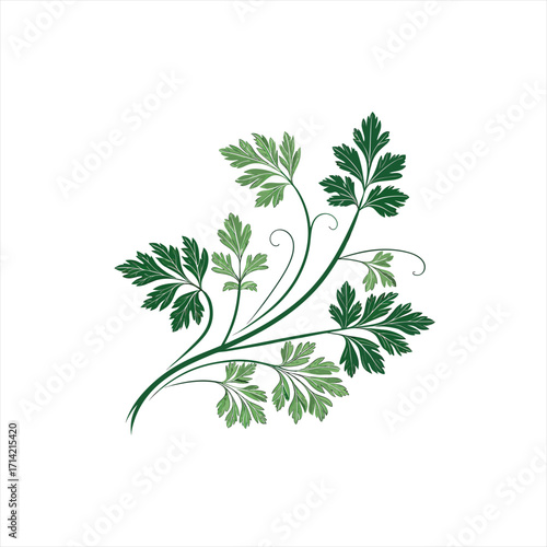 Stylized green parsley leaves and stems on a white background