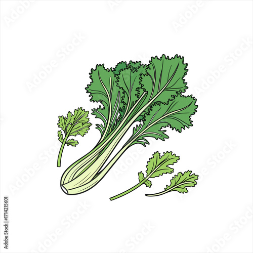 Bunch of fresh green mustard greens with separate leaves illustration