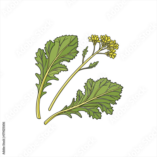 Illustration of mustard greens and yellow flowers on a white background