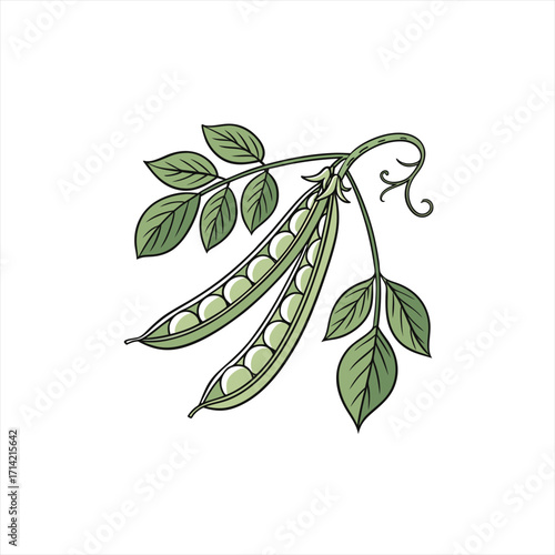 Fresh green pea pods with leaves on a white background