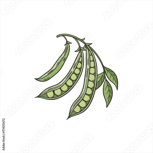 Hand drawn illustration of fresh green pea pods with leaves