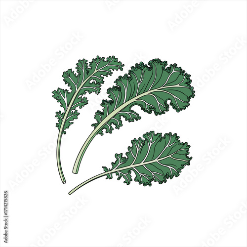 Illustration of three green kale leaves on a white background