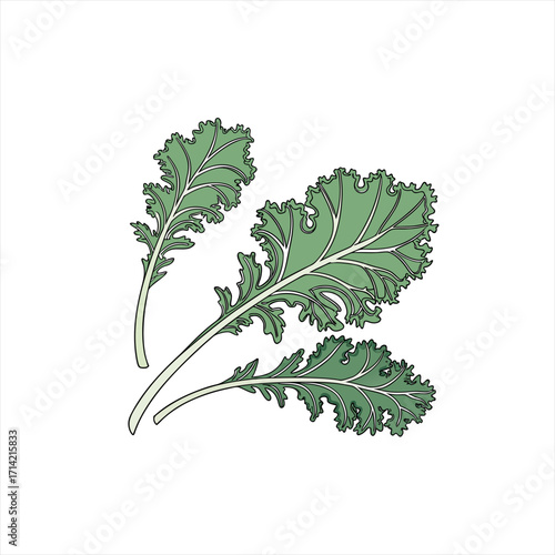 Illustration of three green kale leaves on a white background